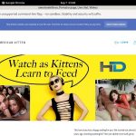 Americankittens Webbilling
